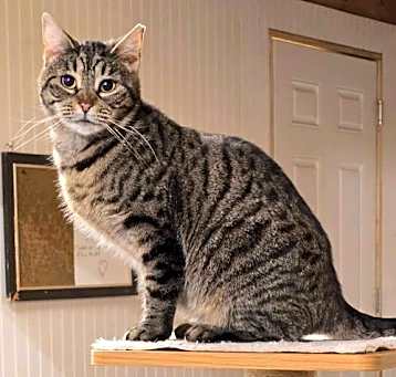 Photo of Oakley