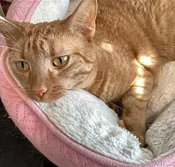 Photo of Peaches