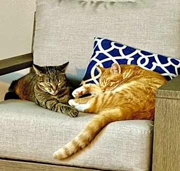 Photo of Mochi & Red  (AB foster)