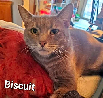 Photo of Biscuit