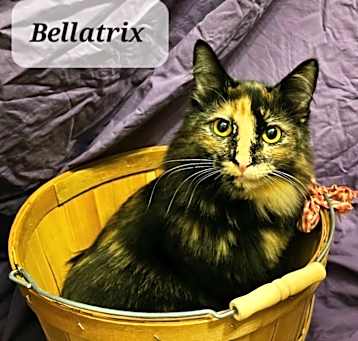 Photo of Bellatrix