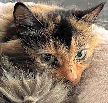 Photo of Jasmine
