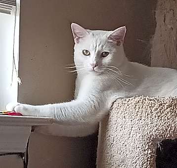 Photo of Aries