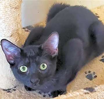 Photo of Midnight