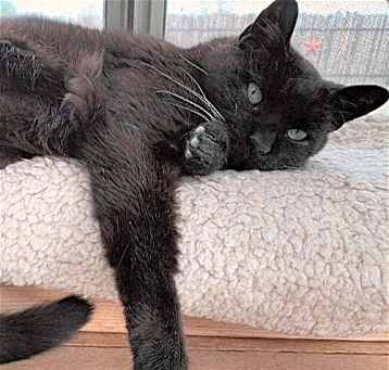 Photo of Keanu [Permanent Foster]