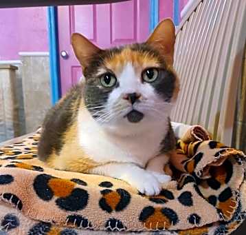Photo of Callista
