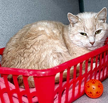 Photo of Jasmine