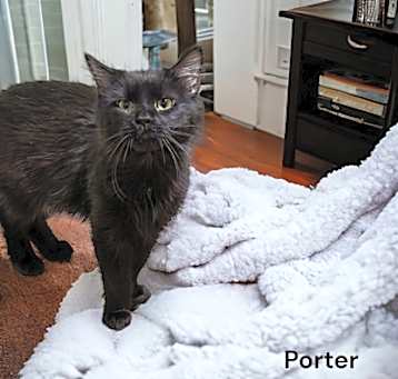Photo of Porter