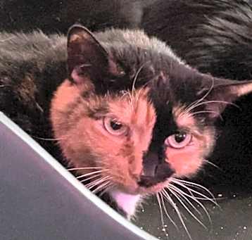 Photo of Penelope