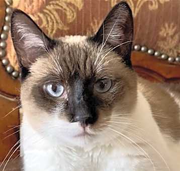 Photo of Farah