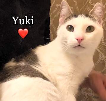 Photo of Yuki - Courtesy Post