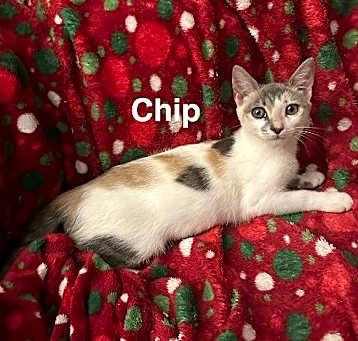 Photo of Chip