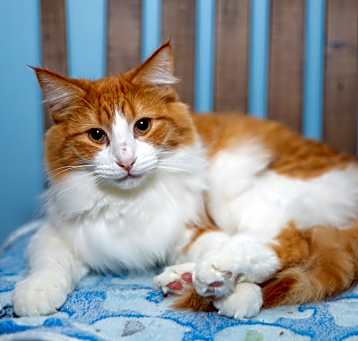Photo of Carrot Cake