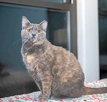 Photo of Cinnamon