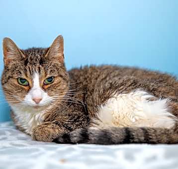 Photo of Mighty Cat
