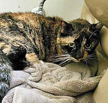 Photo of Muffy