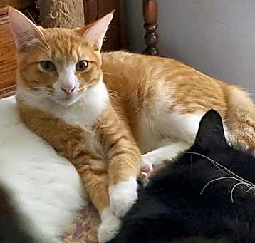 Photo of Cuddles (bonded to Squeaker)