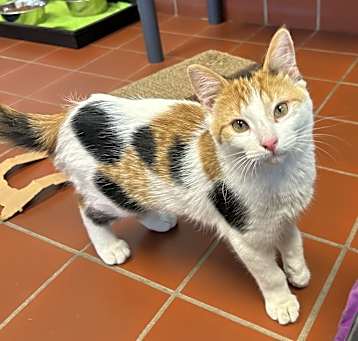 Photo of Moxie