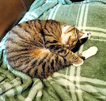 Photo of Cleo