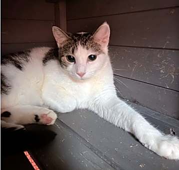 Photo of Vixen