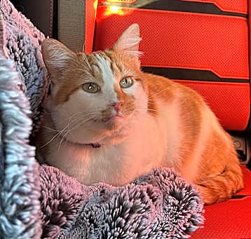 Photo of Mango