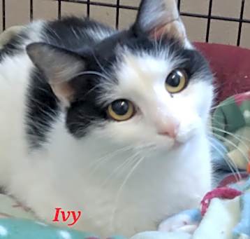 Photo of Ivy