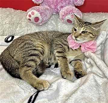 Photo of GIGI