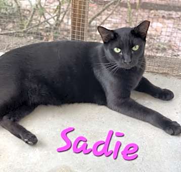 Photo of Sadie