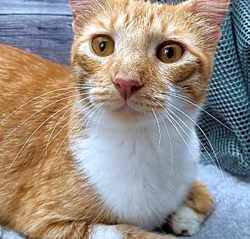 Photo of Rusty