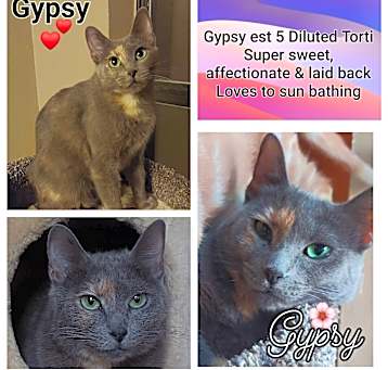Photo of Gypsy