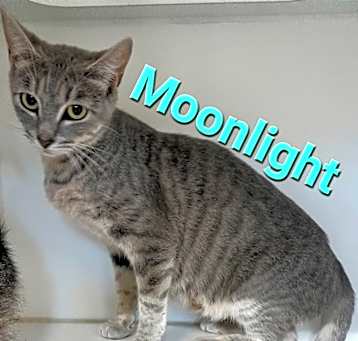 Photo of Moonlight
