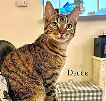 Photo of Deuce