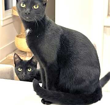 Photo of KITTEN DISTINGUISHED DERRICK