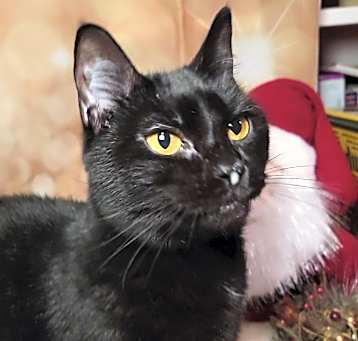Photo of Selene