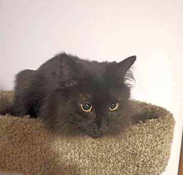 Photo of Tippy