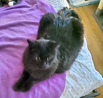 Photo of Precious