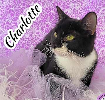 Photo of Charlotte