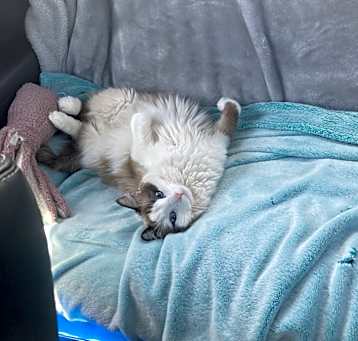 Photo of Frankie