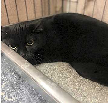 Photo of Panther