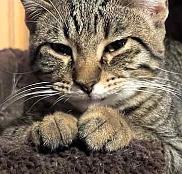Photo of Lyric