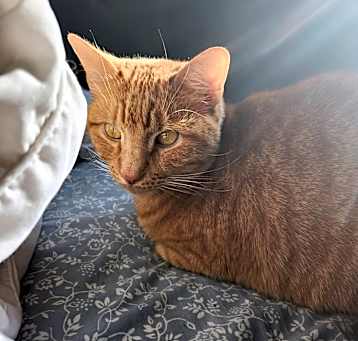Photo of Sir Cheddar Cheez-It