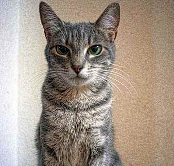 Photo of Mara