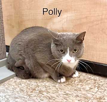 Photo of Polly