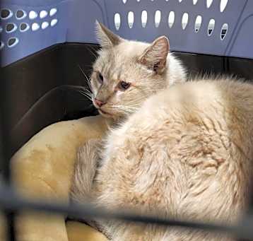 Photo of Snowball