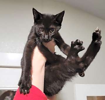 Photo of BiddyBop