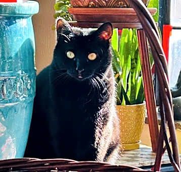 Photo of Nora Cupcake (bonded w/ Button