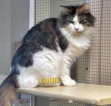 Photo of Callie