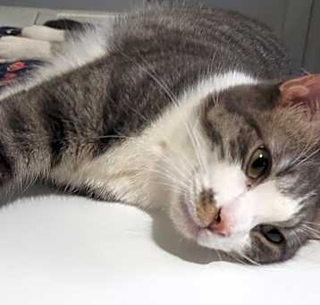 Photo of Silver