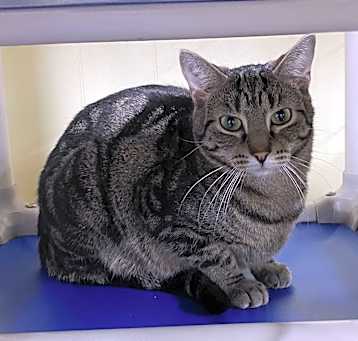 Photo of Fudge