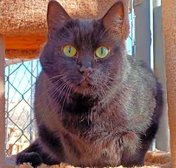Photo of Onyx